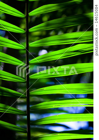 Green backlit leaf in the jungle Green backlit leaf in the jungle 14615084
