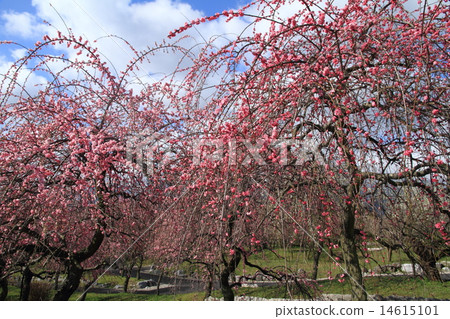 Mei-ben Park of Inabe-shi, Mie Prefecture 14615101