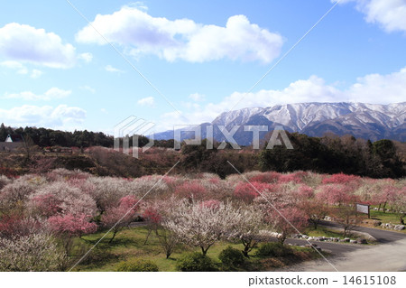 圖庫照片: 梅林 梅林公園 梅