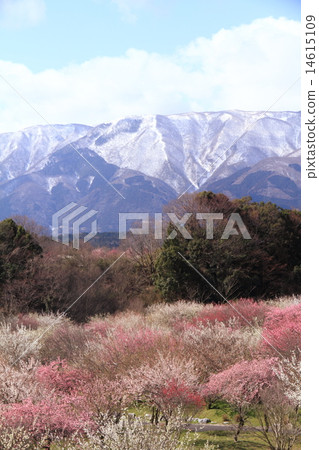 Mei-ben Park of Inabe-shi, Mie Prefecture 14615109