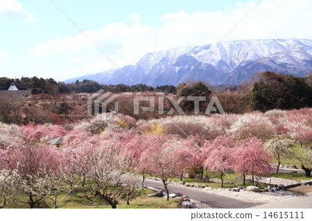 Mei-ben Park of Inabe-shi, Mie Prefecture 14615111