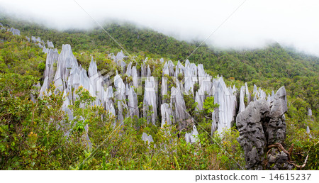 Limestone pinnacles at gunung mulu national park Limestone pinnacles at gunung mulu national park 14615237