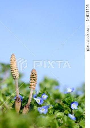 Tsukushi和藍色的藍天 14615393