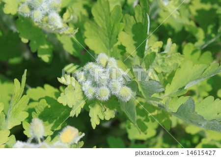 Xasanow的芽 Xasanow的芽 14615427