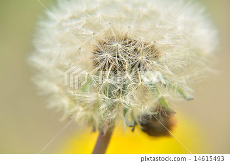 溫暖的蒲公英 14615493