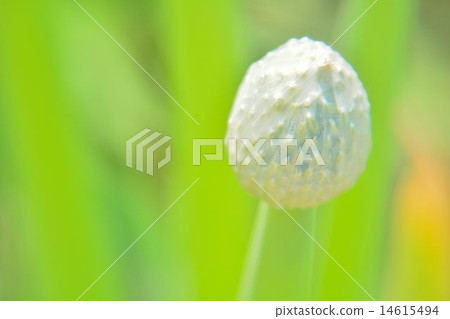 Negibozu Negibozu 14615494