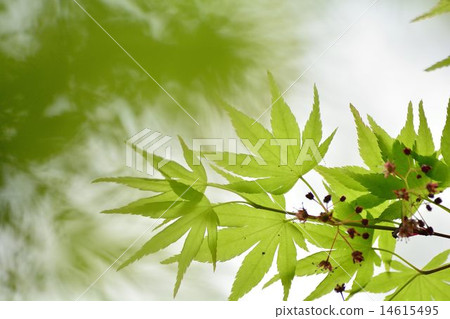 新鮮的綠色楓樹 14615495