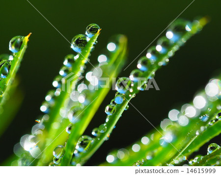 Pine pine in the morning 14615999