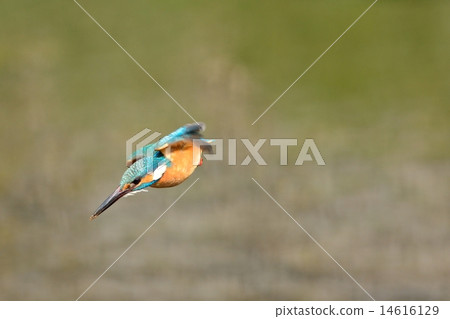 Kingfisher Kingfisher 14616129