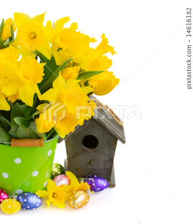 spring narcissus spring narcissus 14616182