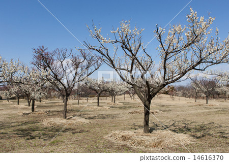 plum	 plum	 14616370