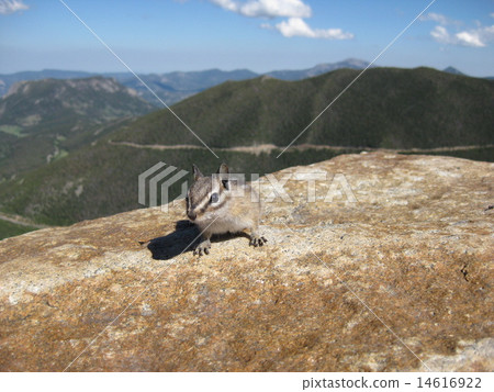 Squirre Squirre 14616922