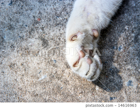 close up dirty hand of stray cat on floor 14616963