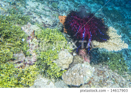 Sea star crown of thorns Sea star crown of thorns 14617903