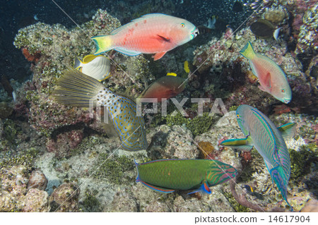 Harlequin filefish Harlequin filefish 14617904