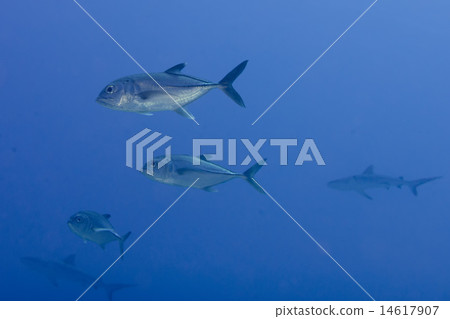 Grey shark jaws ready to attack  14617907