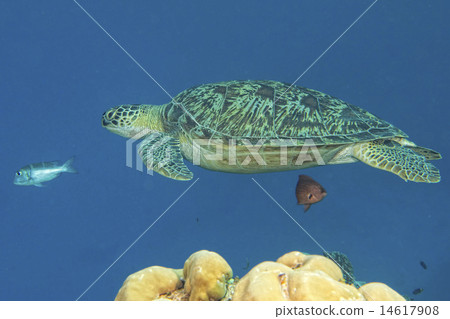 turtle coming to you underwater turtle coming to you underwater 14617908