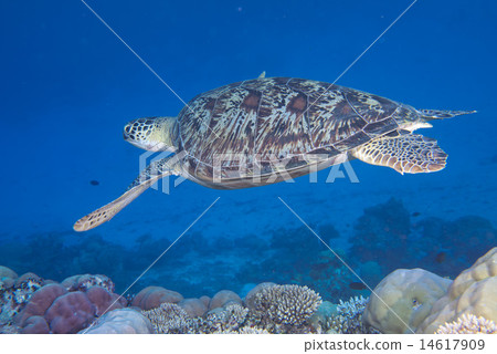 turtle coming to you underwater turtle coming to you underwater 14617909