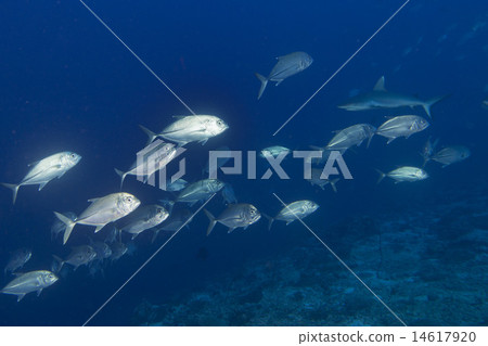 Grey shark jaws ready to attack underwater Grey shark jaws ready to attack underwater 14617920
