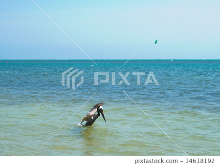 Beautiful Crandon Park Beach in Miami. Florida. Beautiful Crandon Park Beach in Miami. Florida. 14618192