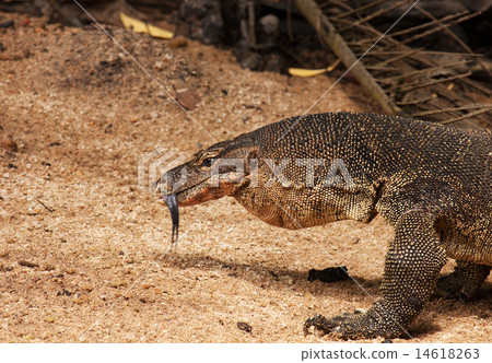 Water monitor lizard Water monitor lizard 14618263