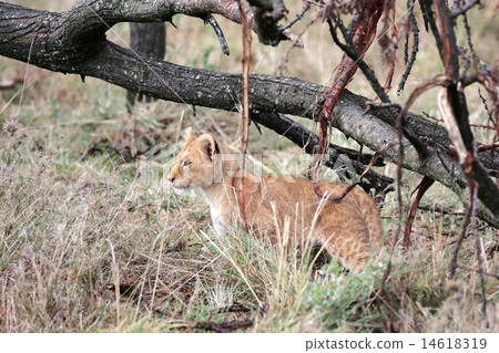 lion cub lion cub 14618319