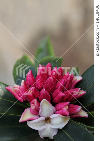 Buds and flowers of ginkgo 14618436