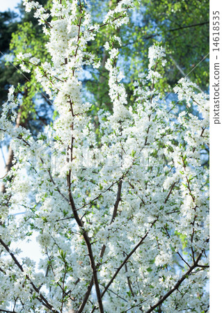 blossomed cherry on blue sky background 14618535