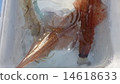 Squid 14618633