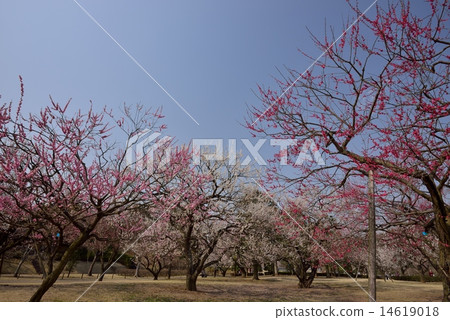Mito Kairakuen · Junior plum forest Mito Kairakuen · Junior plum forest 14619018