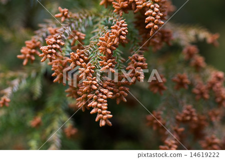 图库照片: 杉木花粉 雄性(植物) 日本柳杉