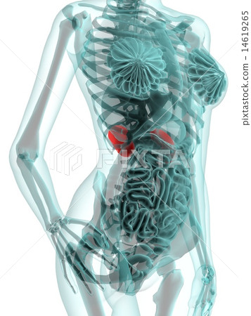 Kidney image CG Kidney image CG 14619265