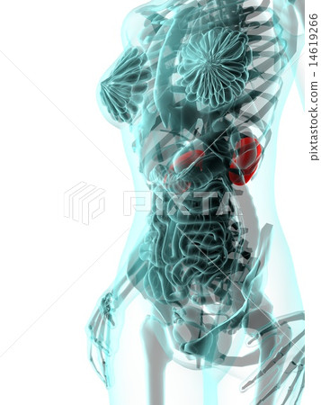 Kidney image CG Kidney image CG 14619266