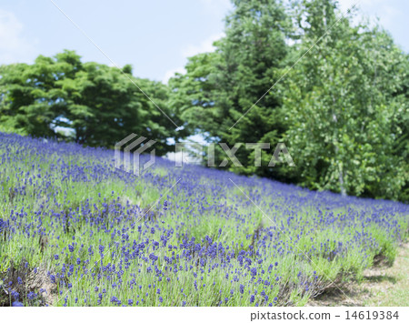 lavender lavender 14619384
