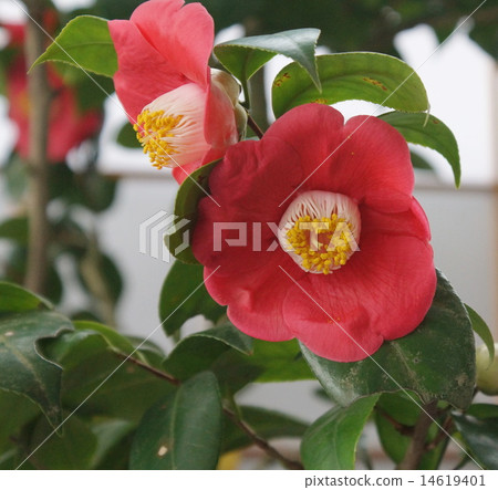 Camellia 14619401