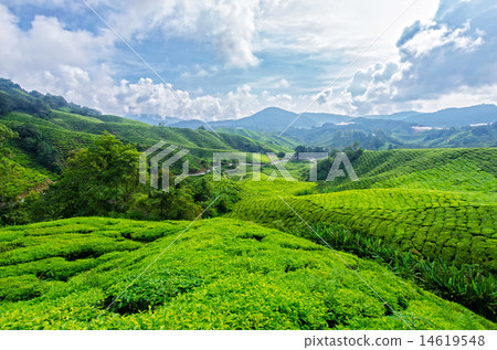 Tea plantation,Cameron Highlands Tea plantation,Cameron Highlands 14619548