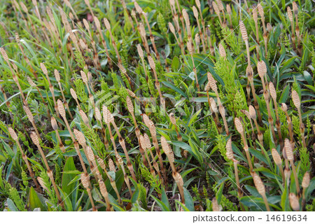 筑紫 筑紫 14619634