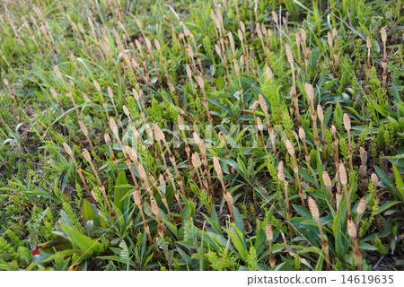 筑紫 筑紫 14619635