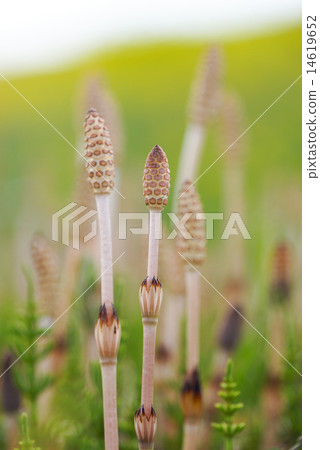 筑紫 筑紫 14619652