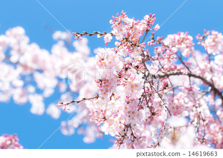 Sakura blue sky early spring 14619663