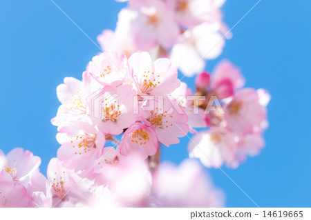 Sakura blue sky early spring 14619665