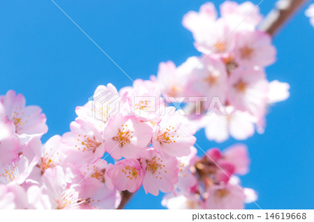 Sakura blue sky early spring 14619668