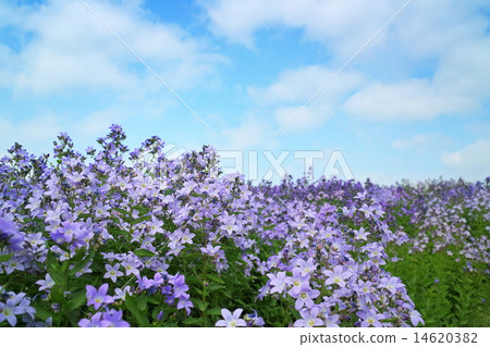 風鈴 風鈴 14620382