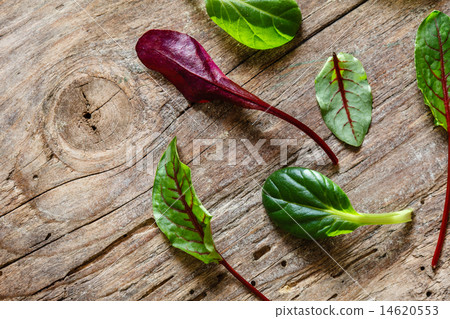 fresh salad leaves 14620553