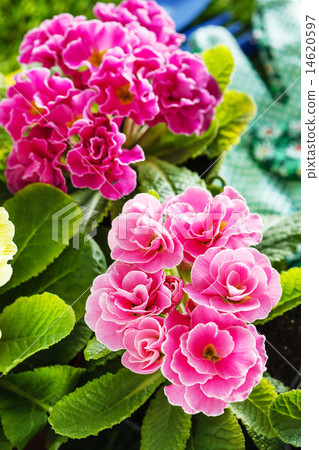spring flowers 14620597
