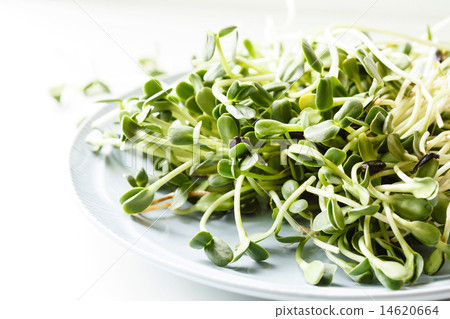 sunflower sprouts 14620664
