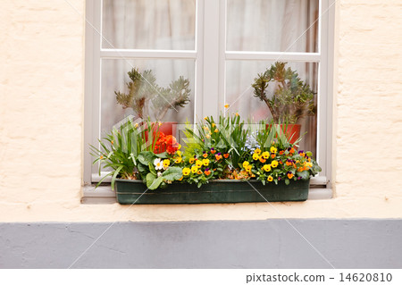 spring flowers 14620810