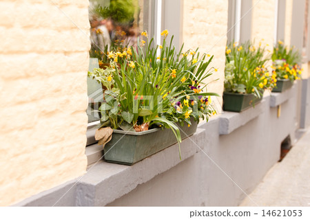 spring flowers spring flowers 14621053