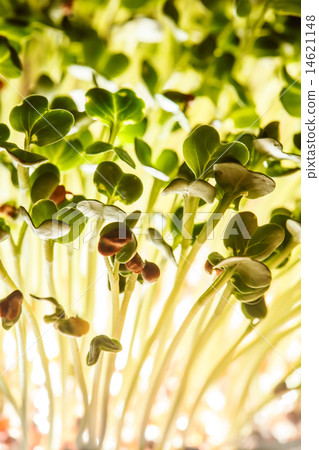 nutritious sprouts nutritious sprouts 14621148