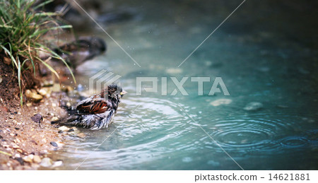 sparrow bathes 14621881